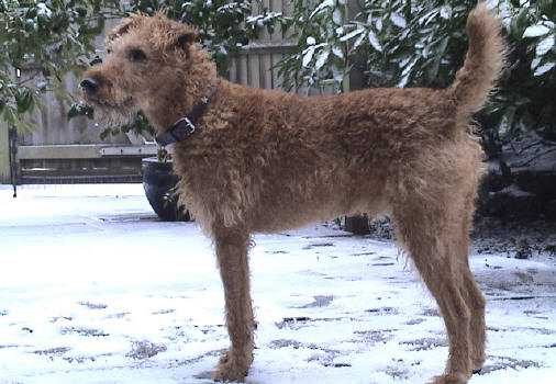 West Lodge Stud, Flash in the snow.